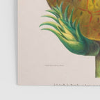 Pineapple from "Flore dâAmÃ©rique" by Ãtienne Denisse, 1840s Poster Gallery Image 3