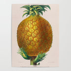 Pineapple from "Flore dâAmÃ©rique" by Ãtienne Denisse, 1840s Poster Gallery Image 4
