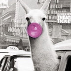 Perfect Pink Bubble Gum Llama taking a New York Taxi black and white photograph Coffee Mug Gallery Image 2