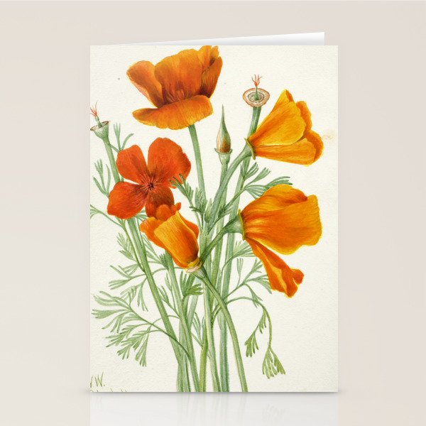 California Poppy Vintage Botanical Print, Mary Vaux Walcott Stationery Card Gallery Image 2