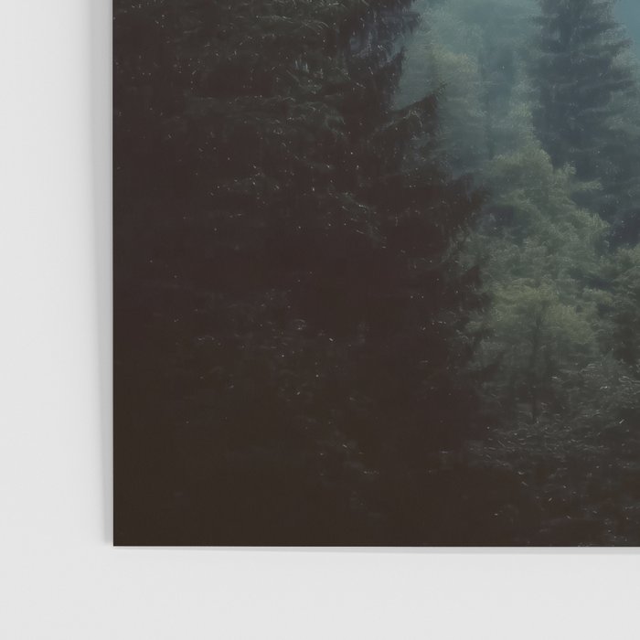 Misty Pine Forest Poster Gallery Image 3