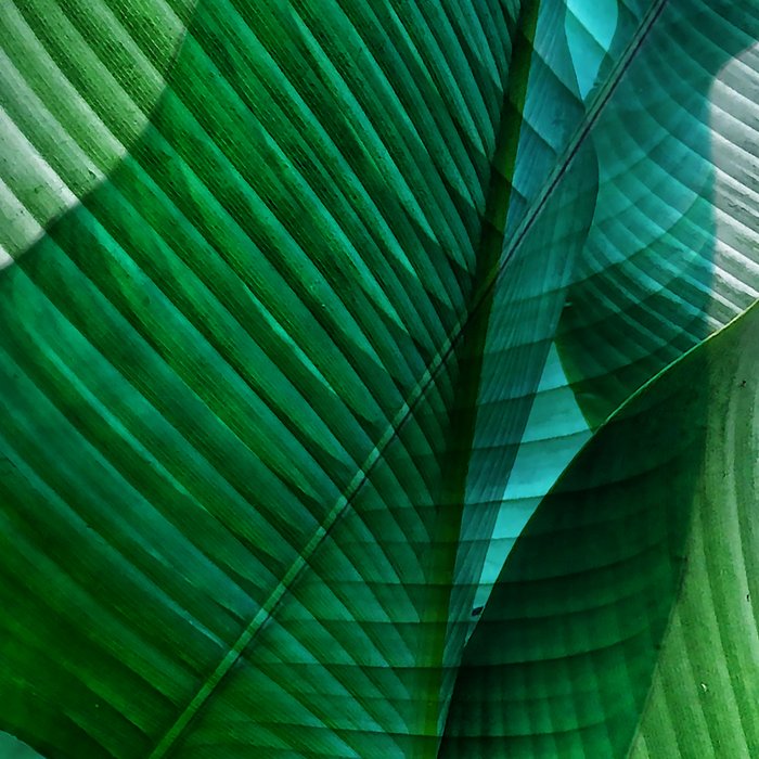Palm leaf jungle Bali banana palm frond greens Coffee Mug Gallery Image 2