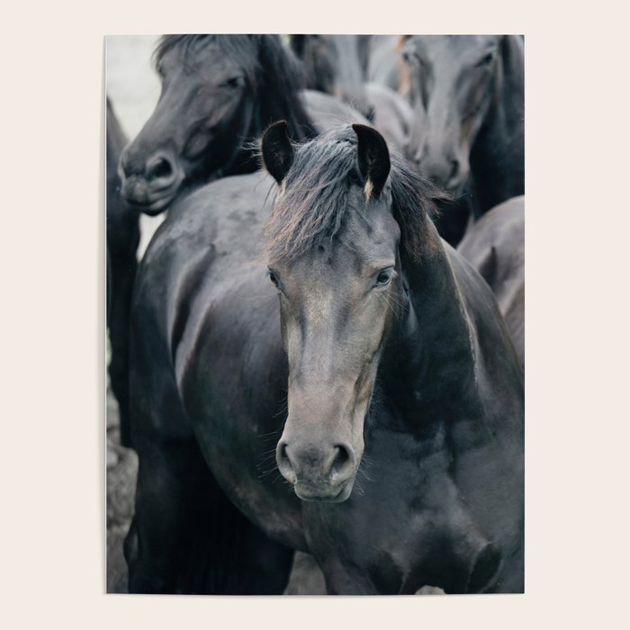 Your Wild Horses - Nature Photography Poster Gallery Image 1