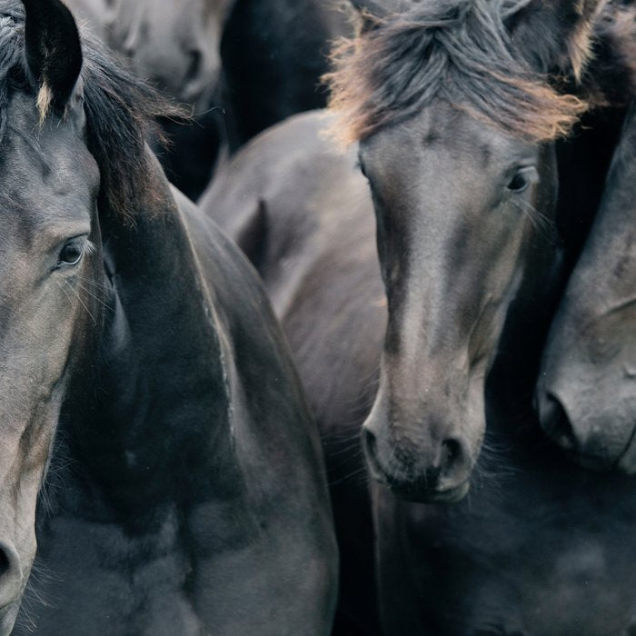 Your Wild Horses - Nature Photography Coffee Mug Gallery Image 2