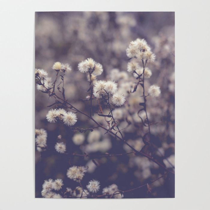 fading autumn - nature wildflower photograph Poster Gallery Image 1