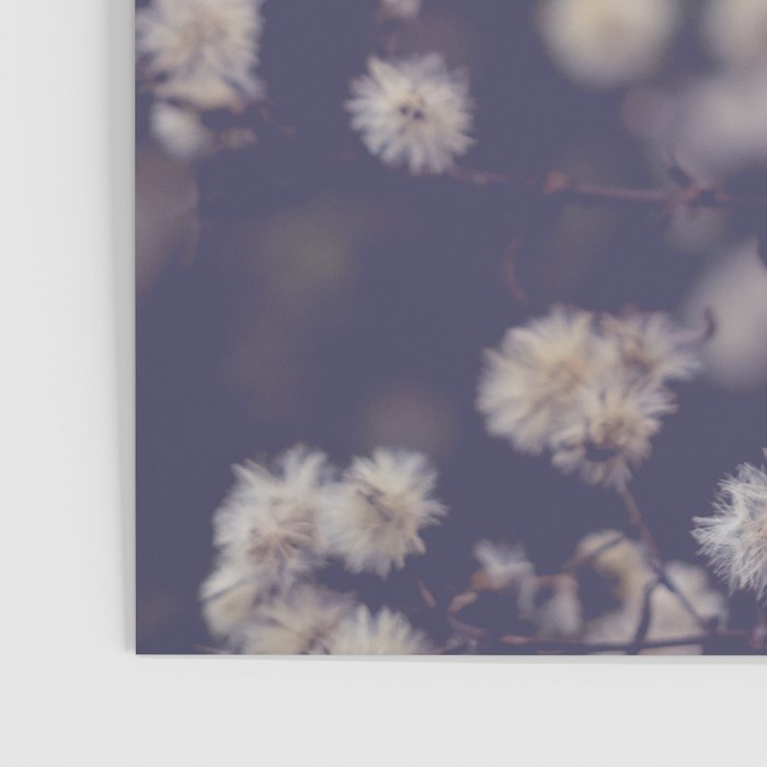 fading autumn - nature wildflower photograph Poster Gallery Image 3