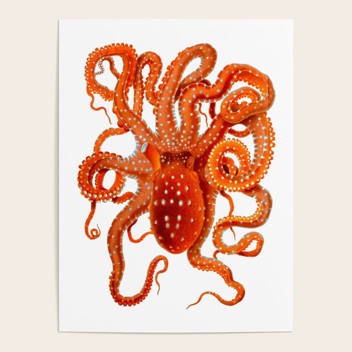 Vintage Octopus Poster Gallery Image 4