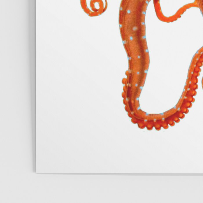 Vintage Octopus Poster Gallery Image 3