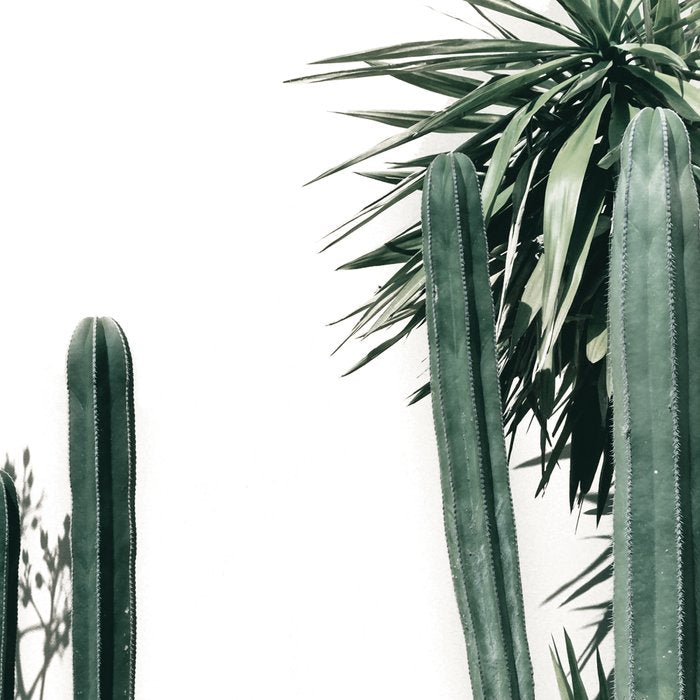 Desert Botanicals Coffee Mug Gallery Image 2