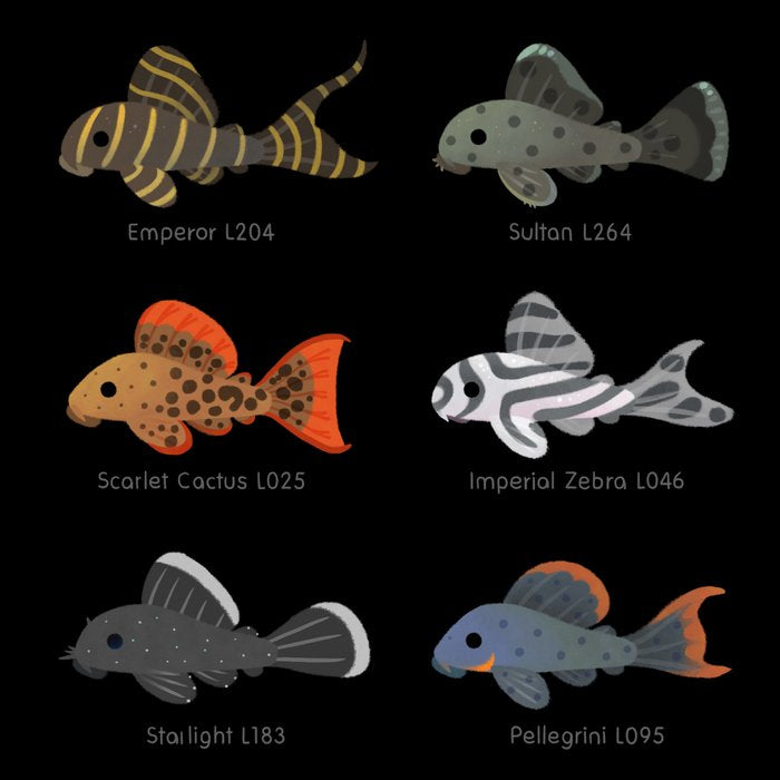 Pleco! Coffee Mug Gallery Image 2