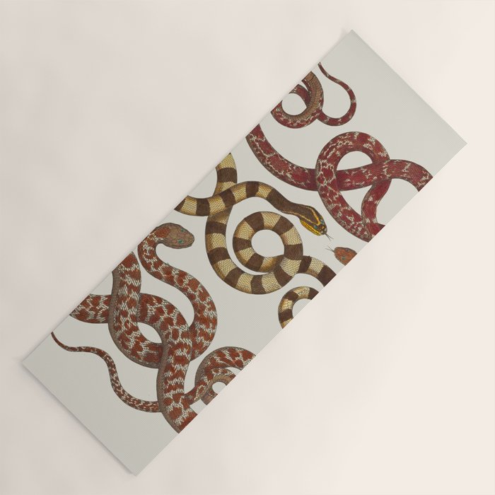 Albertus Seba A detailed description of the richest treasure of natural things Yoga Mat Gallery Image 1