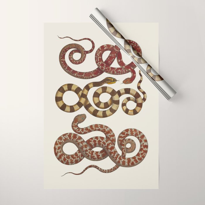 Albertus Seba A detailed description of the richest treasure of natural things Wrapping Paper Gallery Image 1