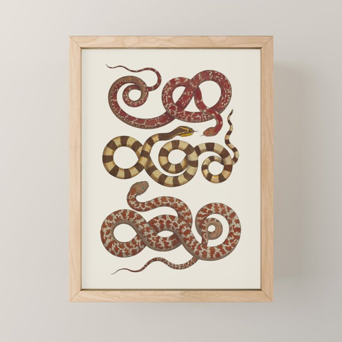 Albertus Seba A detailed description of the richest treasure of natural things Mini Art Print Gallery Image 1