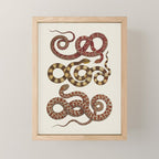 Albertus Seba A detailed description of the richest treasure of natural things Mini Art Print Gallery Image 1