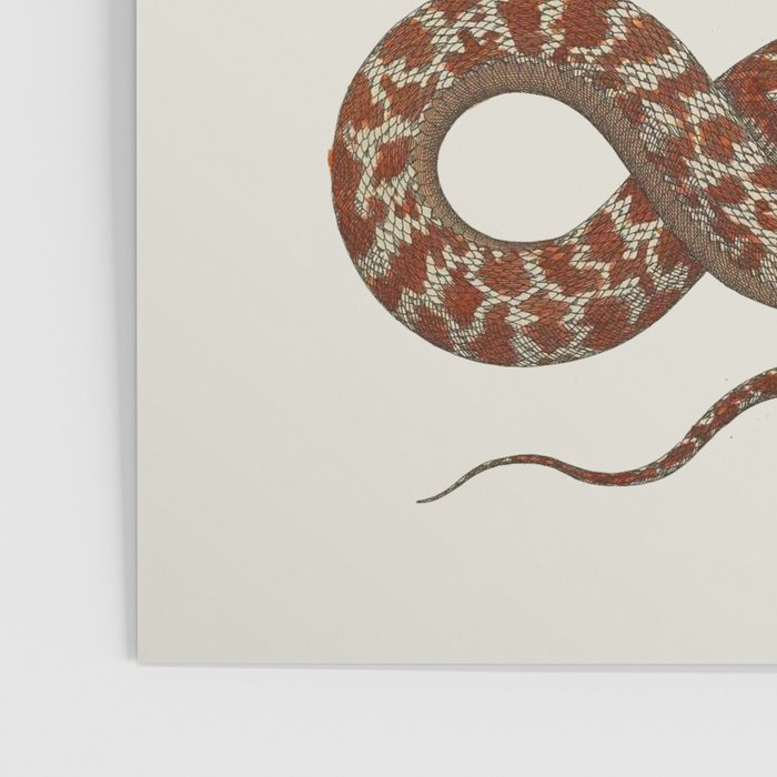 Albertus Seba A detailed description of the richest treasure of natural things Poster Gallery Image 3