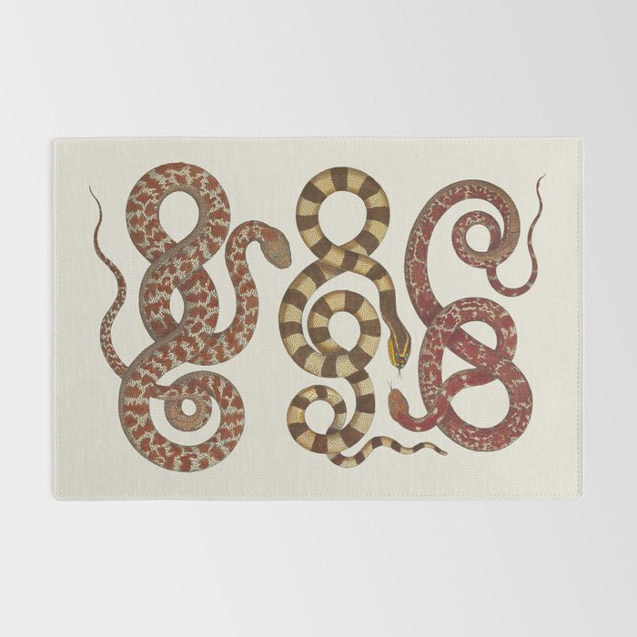 Albertus Seba A detailed description of the richest treasure of natural things Rug Gallery Image 2