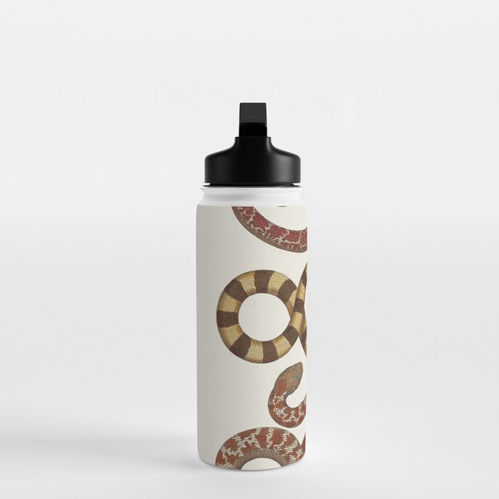 Albertus Seba A detailed description of the richest treasure of natural things Water Bottle Gallery Image 3