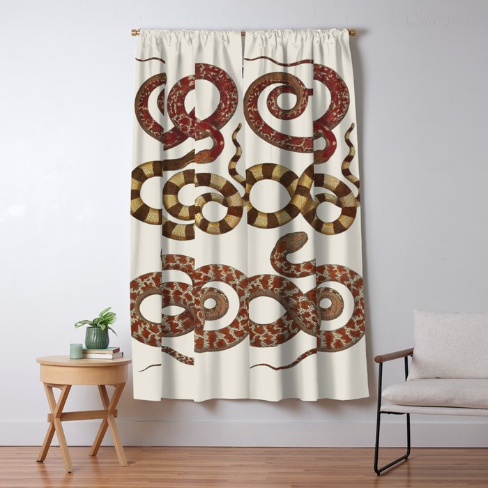 Albertus Seba A detailed description of the richest treasure of natural things Window Curtain Gallery Image 1