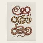 Albertus Seba A detailed description of the richest treasure of natural things Poster Gallery Image 4