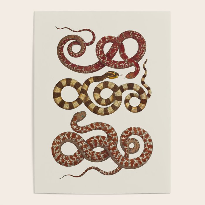 Albertus Seba A detailed description of the richest treasure of natural things Poster Gallery Image 4