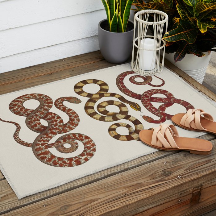 Albertus Seba A detailed description of the richest treasure of natural things Outdoor Rug Gallery Image 2