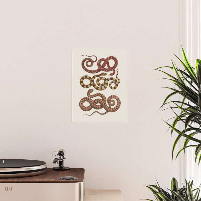 Albertus Seba A detailed description of the richest treasure of natural things Poster Gallery Image 2