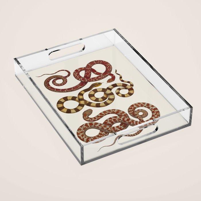 Albertus Seba A detailed description of the richest treasure of natural things Acrylic Tray Gallery Image 1