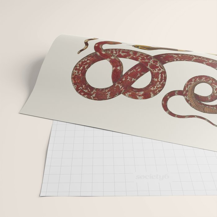 Albertus Seba A detailed description of the richest treasure of natural things Wrapping Paper Gallery Image 2