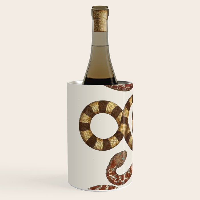 Albertus Seba A detailed description of the richest treasure of natural things Wine Chiller Gallery Image 2