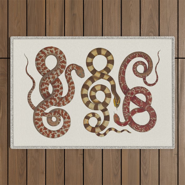 Albertus Seba A detailed description of the richest treasure of natural things Outdoor Rug Gallery Image 1