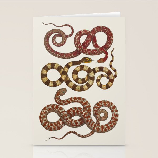 Albertus Seba A detailed description of the richest treasure of natural things Stationery Card Gallery Image 1