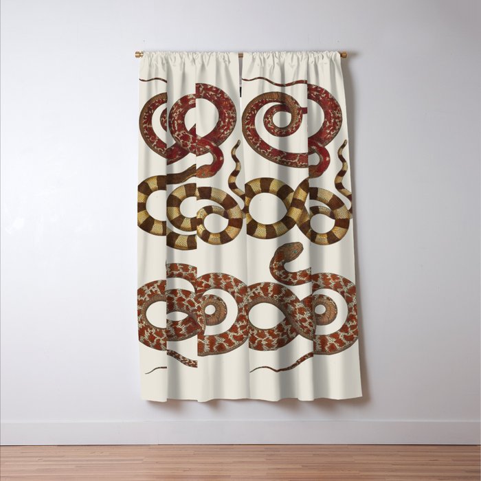 Albertus Seba A detailed description of the richest treasure of natural things Window Curtain Gallery Image 3