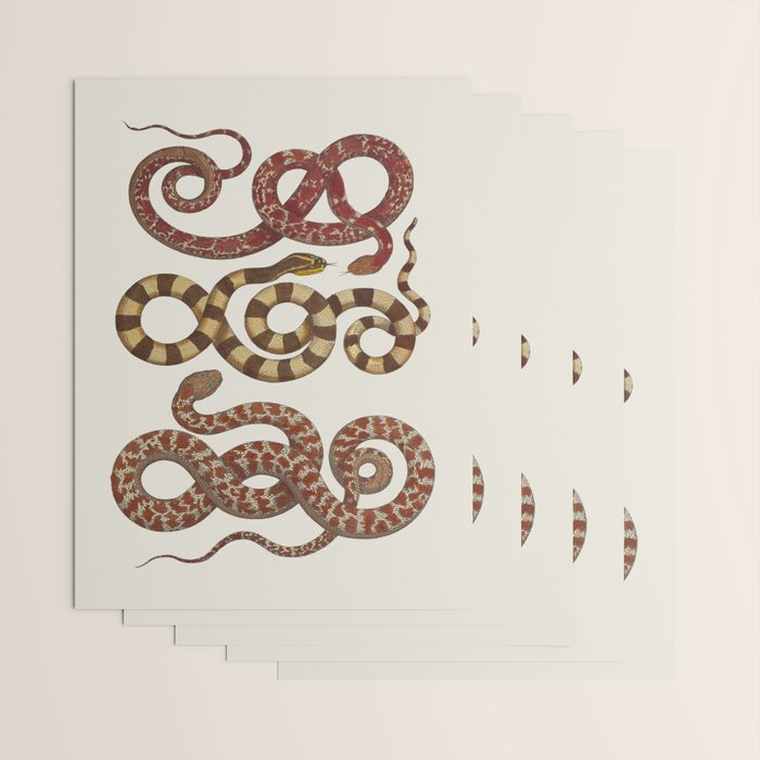 Albertus Seba A detailed description of the richest treasure of natural things Wrapping Paper Gallery Image 3