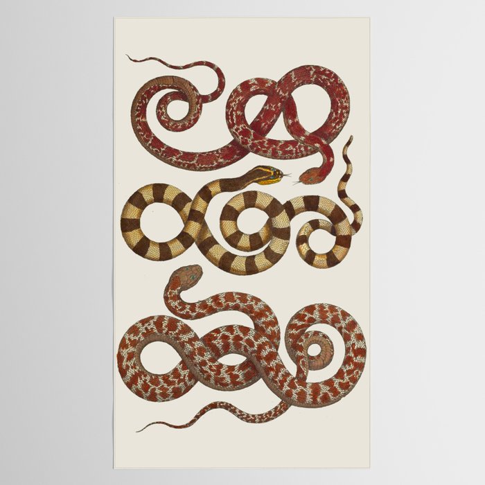 Albertus Seba A detailed description of the richest treasure of natural things Tablecloth Gallery Image 2