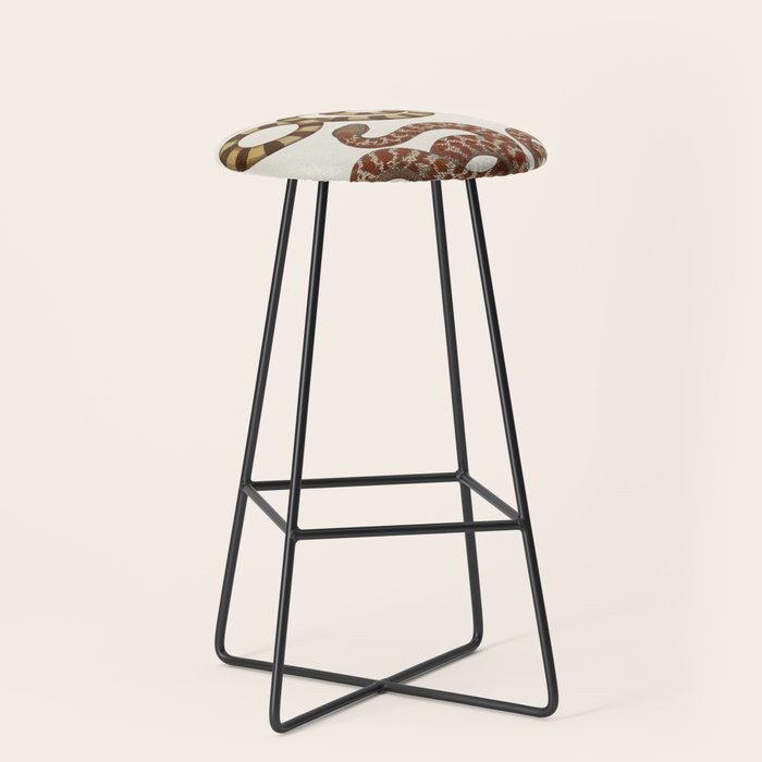 Albertus Seba A detailed description of the richest treasure of natural things Stool Gallery Image 1