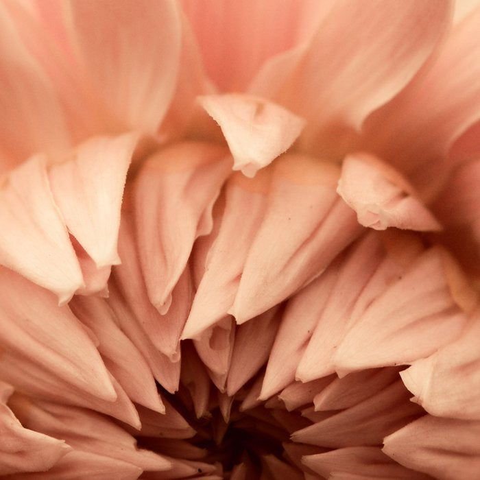 Goddess - Dahlia Botanical - Flower photograph - Modern Floral Coffee Mug Gallery Image 2