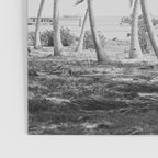 Miami Florida Palm Trees Black and White Vintage Photograph, 1915 Poster Gallery Image 3