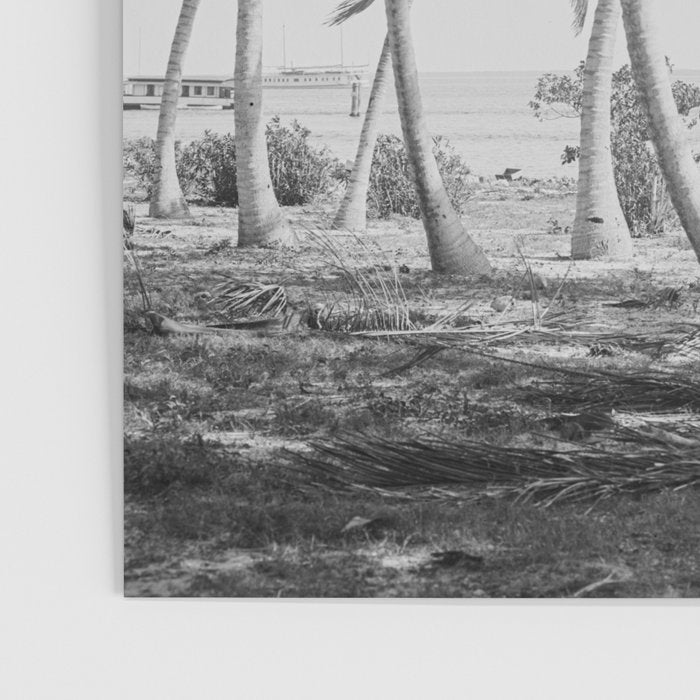 Miami Florida Palm Trees Black and White Vintage Photograph, 1915 Poster Gallery Image 3