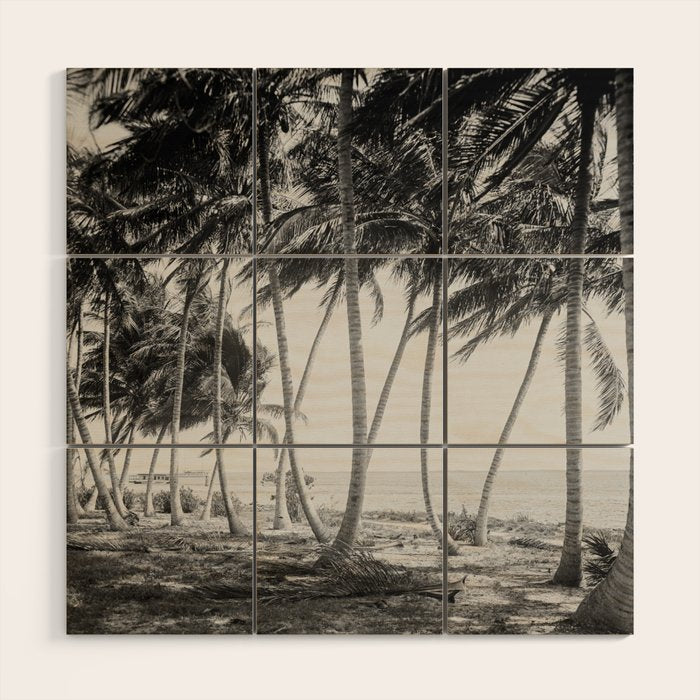 Miami Florida Palm Trees Black and White Vintage Photograph, 1915 Wood Wall Art Gallery Image 1