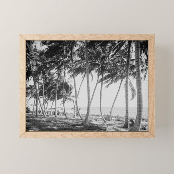 Miami Florida Palm Trees Black and White Vintage Photograph, 1915 Mini Art Print Gallery Image 1