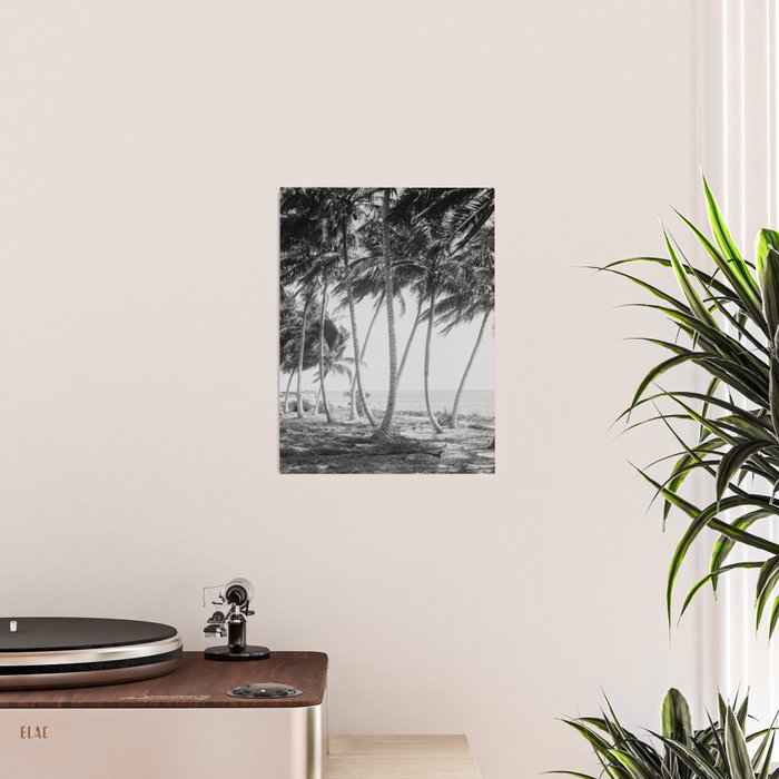 Miami Florida Palm Trees Black and White Vintage Photograph, 1915 Poster Gallery Image 2