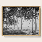 Miami Florida Palm Trees Black and White Vintage Photograph, 1915 Serving Tray Gallery Image 1