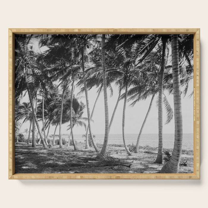 Miami Florida Palm Trees Black and White Vintage Photograph, 1915 Serving Tray Gallery Image 1