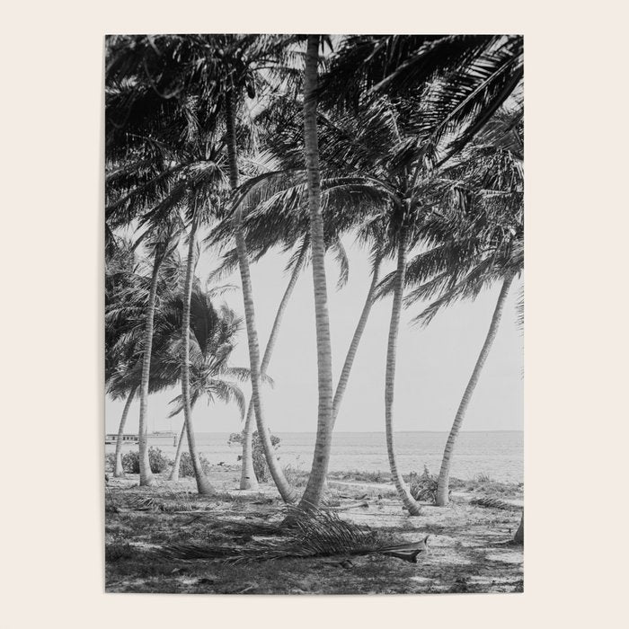 Miami Florida Palm Trees Black and White Vintage Photograph, 1915 Poster Gallery Image 4