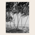 Miami Florida Palm Trees Black and White Vintage Photograph, 1915 Poster Gallery Image 4
