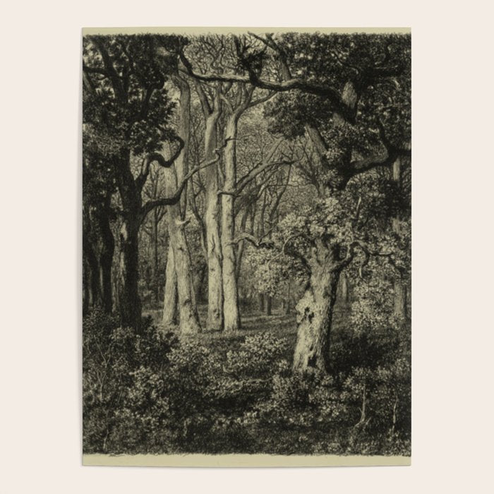 Old Oaks Poster Gallery Image 1