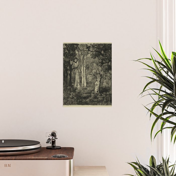 Old Oaks Poster Gallery Image 2