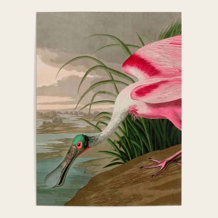 Roseate Spoonbill Birds of America Audubon Illustration Bird Lovers Gift Poster Gallery Image 4