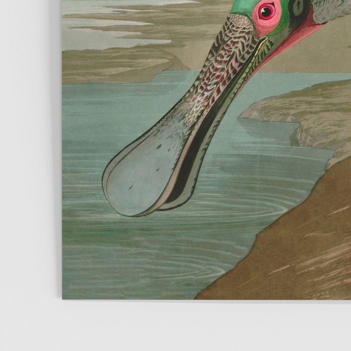 Roseate Spoonbill Birds of America Audubon Illustration Bird Lovers Gift Poster Gallery Image 3