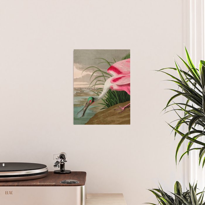 Roseate Spoonbill Birds of America Audubon Illustration Bird Lovers Gift Poster Gallery Image 2